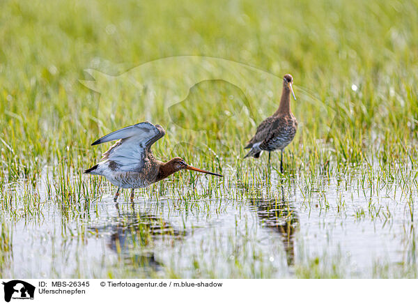 Uferschnepfen / black-tailed godwits / MBS-26345