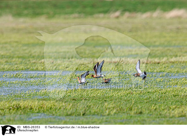 Uferschnepfen / black-tailed godwits / MBS-26353