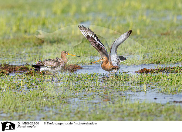 Uferschnepfen / black-tailed godwits / MBS-26360