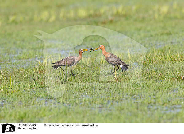 Uferschnepfen / black-tailed godwits / MBS-26363