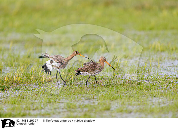 Uferschnepfen / black-tailed godwits / MBS-26367