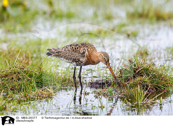 Uferschnepfe / black-tailed godwit / MBS-26377