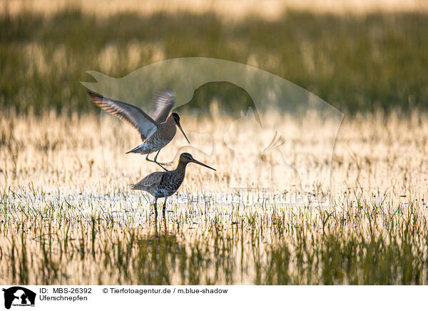 Uferschnepfen / black-tailed godwits / MBS-26392