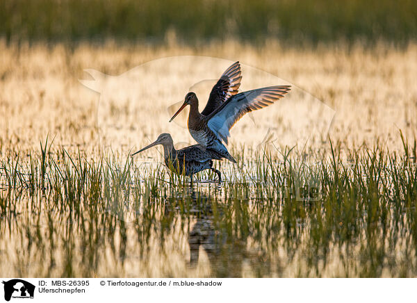 Uferschnepfen / black-tailed godwits / MBS-26395