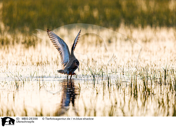 Uferschnepfe / black-tailed godwit / MBS-26398
