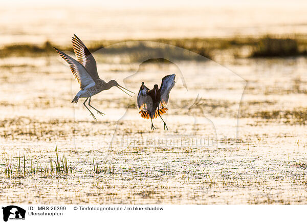 Uferschnepfen / black-tailed godwits / MBS-26399