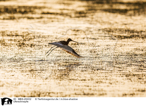 Uferschnepfe / black-tailed godwit / MBS-26402