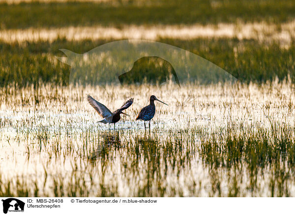 Uferschnepfen / black-tailed godwits / MBS-26408