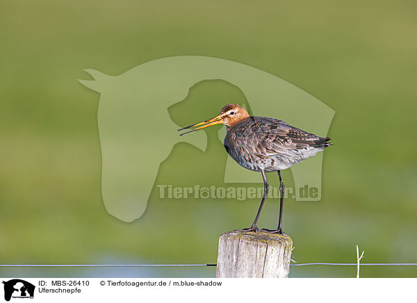 Uferschnepfe / black-tailed godwit / MBS-26410