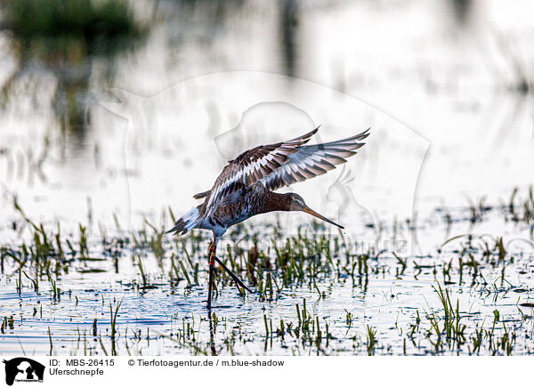 Uferschnepfe / black-tailed godwit / MBS-26415