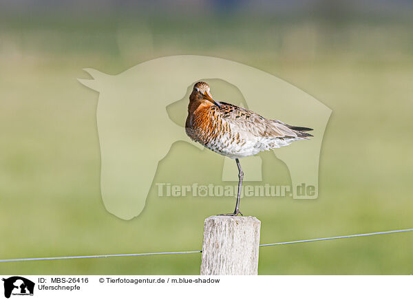 Uferschnepfe / black-tailed godwit / MBS-26416