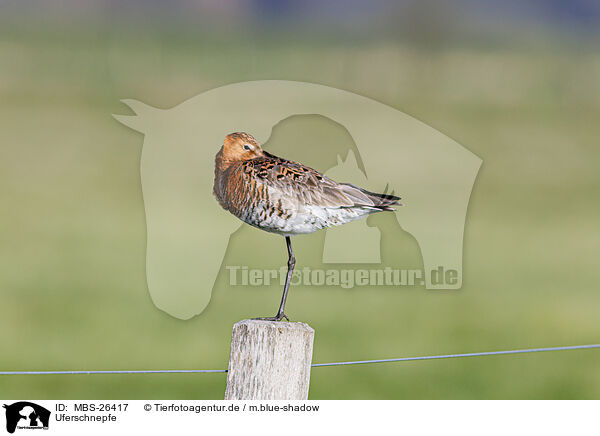 Uferschnepfe / black-tailed godwit / MBS-26417