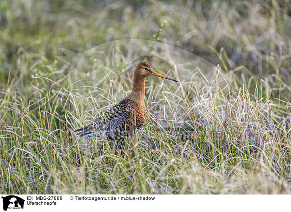 Uferschnepfe / black-tailed godwit / MBS-27888