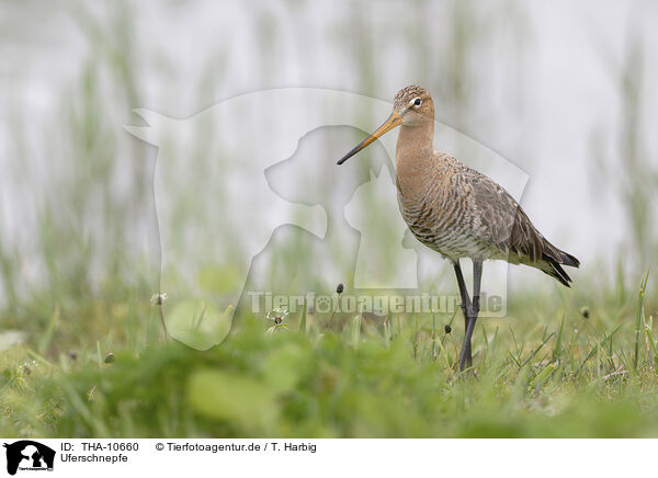 Uferschnepfe / black-tailed godwit / THA-10660