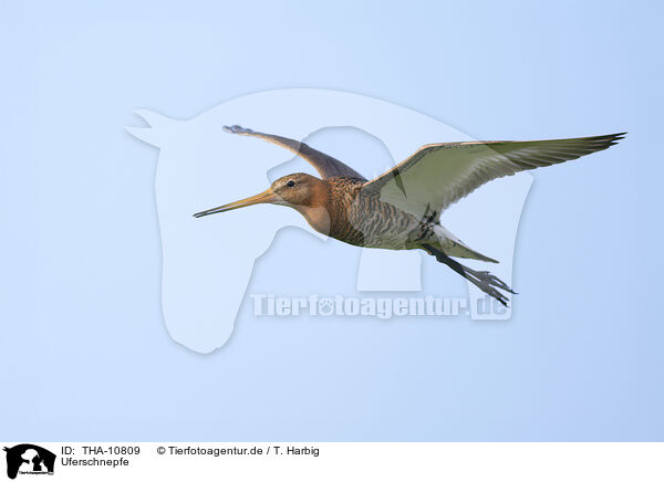 Uferschnepfe / black-tailed godwit / THA-10809