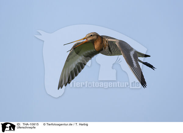 Uferschnepfe / black-tailed godwit / THA-10815