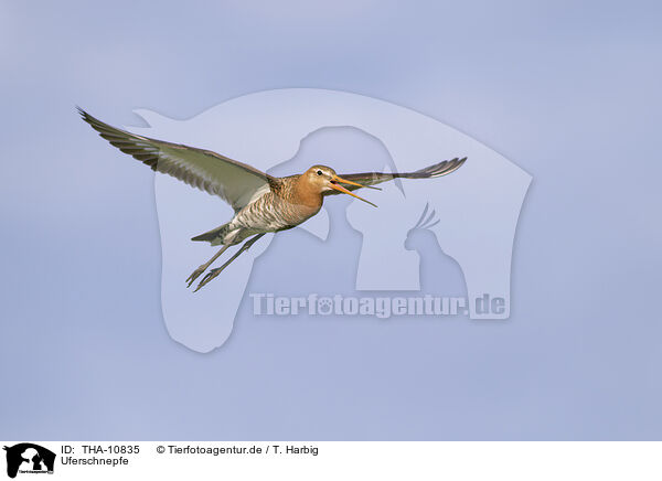 Uferschnepfe / black-tailed godwit / THA-10835