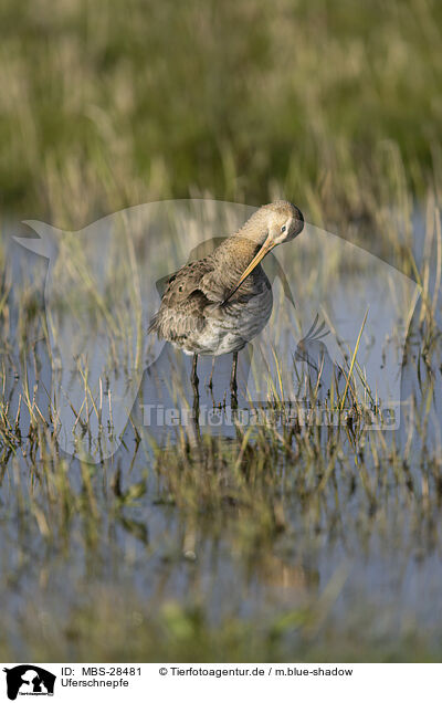 Uferschnepfe / black-tailed godwit / MBS-28481