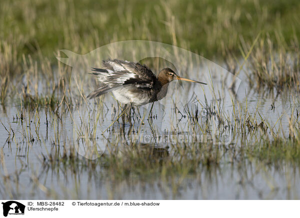 Uferschnepfe / black-tailed godwit / MBS-28482