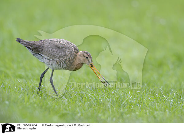 Uferschnepfe / black-tailed godwit / DV-04204