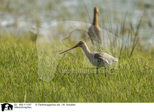 Uferschnepfen / black-tailed godwits / WS-11197