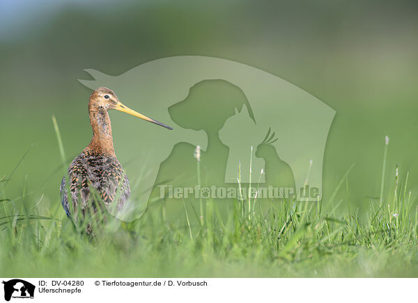 Uferschnepfe / black-tailed godwit / DV-04280