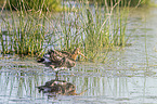 Uferschnepfe im Wasser