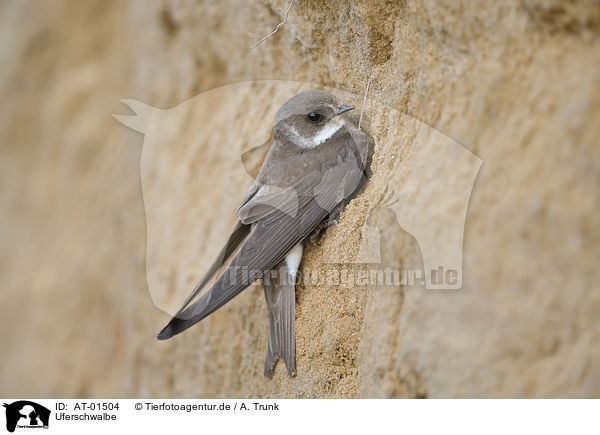 Uferschwalbe / bank swallow / AT-01504