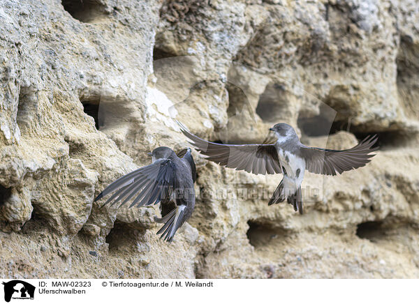 Uferschwalben / bank swallow / MAW-02323