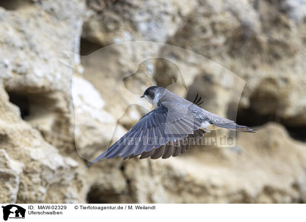 Uferschwalben / bank swallow / MAW-02329