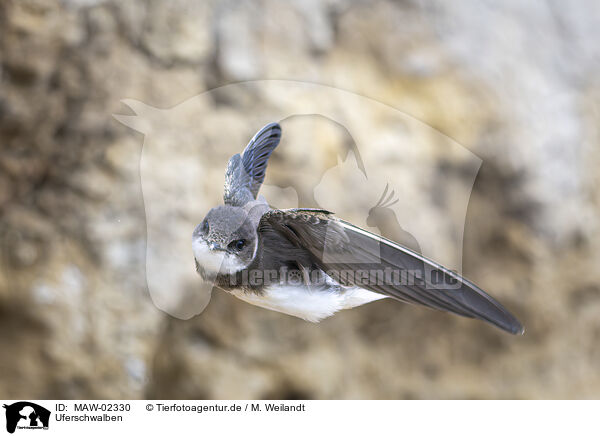 Uferschwalben / bank swallow / MAW-02330