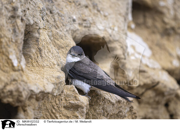 Uferschwalben / bank swallow / MAW-02332