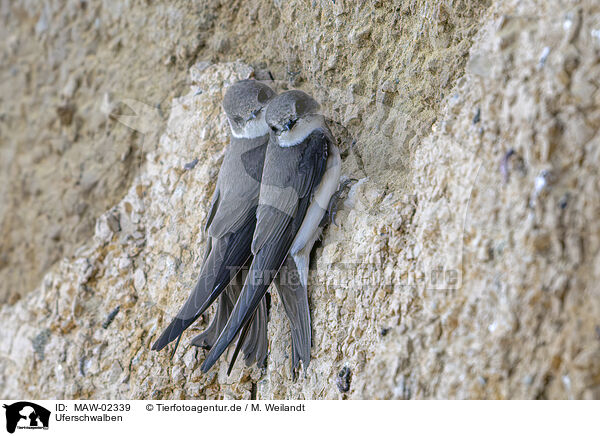 Uferschwalben / bank swallow / MAW-02339