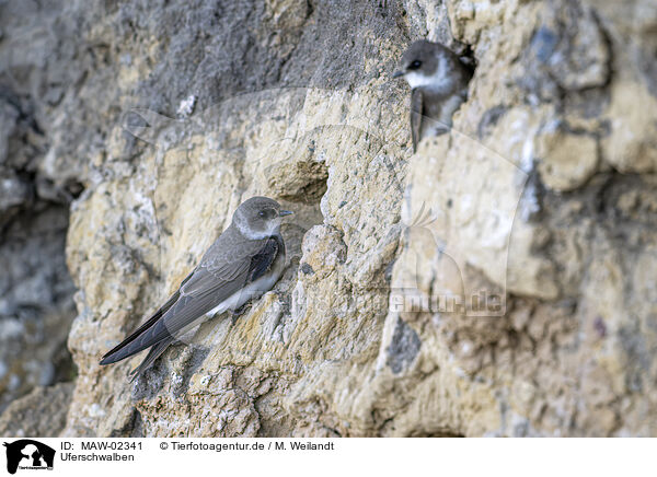 Uferschwalben / bank swallow / MAW-02341
