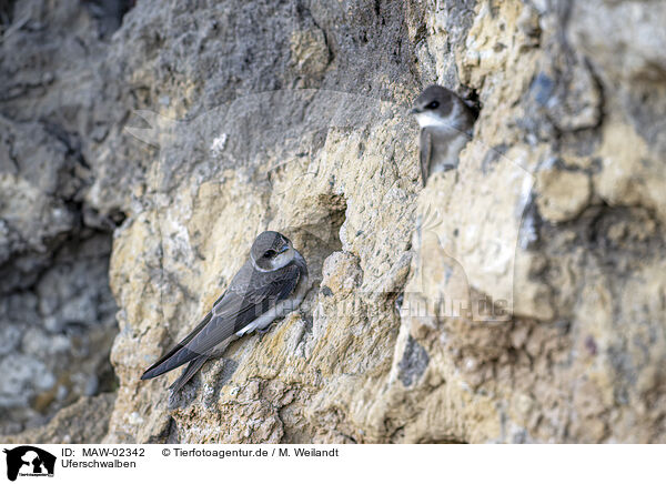 Uferschwalben / bank swallow / MAW-02342