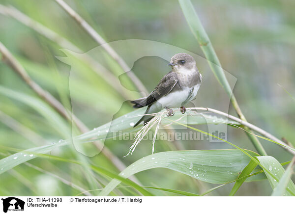 Uferschwalbe / bank swallow / THA-11398