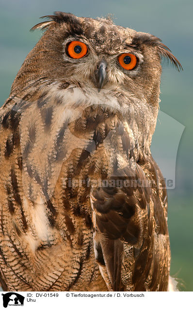 Uhu / owl / DV-01549