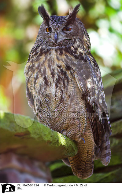 Uhu / eagle owl / MAZ-01824