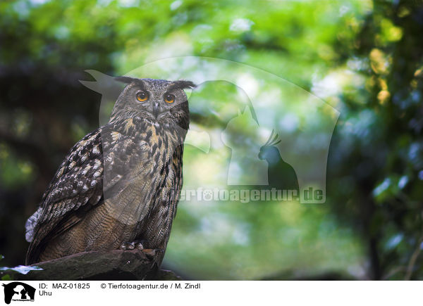 Uhu / eagle owl / MAZ-01825