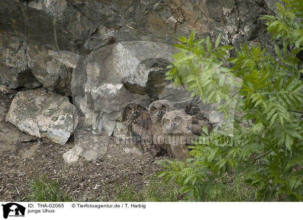 junge Uhus / young Eurasian eagle owls / THA-02065