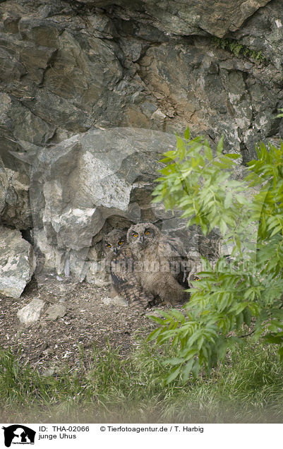 junge Uhus / young Eurasian eagle owls / THA-02066