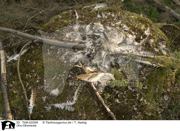 Uhu-berreste / dead Eurasian eagle owl / THA-02068