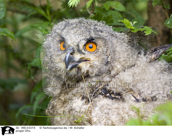 junger Uhu / young eagle owl / WS-03315