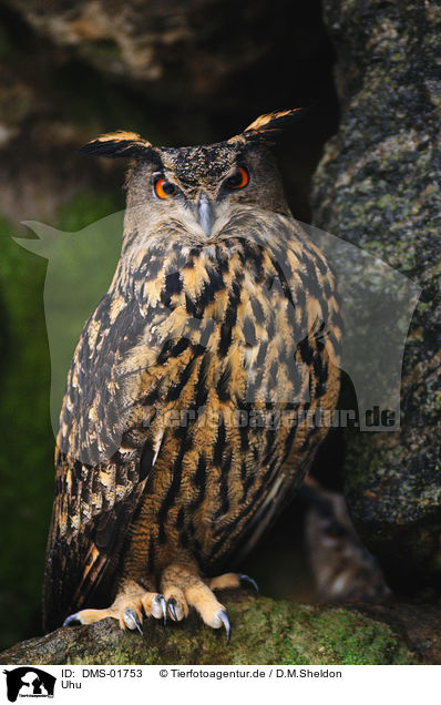 Uhu / eagle owl / DMS-01753