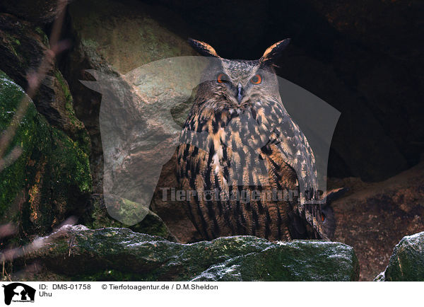 Uhu / eagle owl / DMS-01758