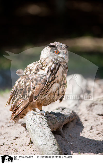 Uhu / MAZ-02279