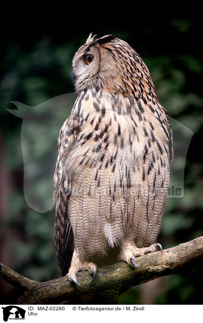 Uhu / eagle owl / MAZ-02280