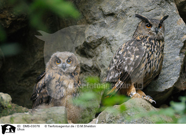 Uhus / eagle owls / DMS-03076