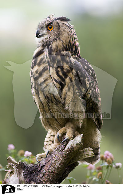 Uhu / eagle owl / WS-03508
