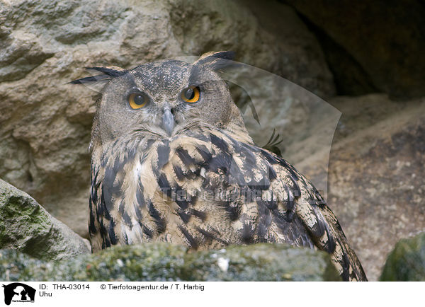 Uhu / eagle owl / THA-03014